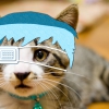 time-travel-sense Japan Cat kollage